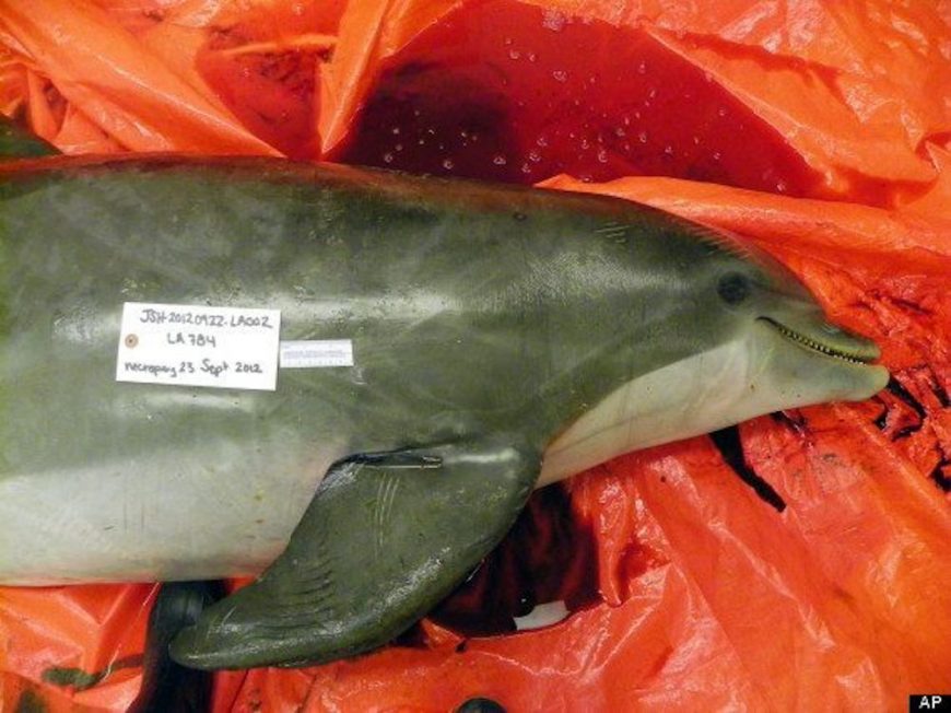 Dead dolphins along Florida’s coast