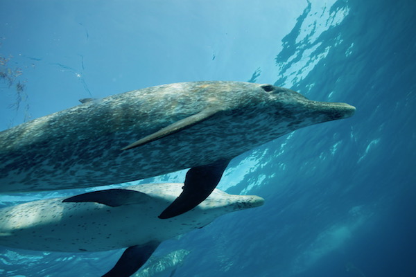 Wild spotted dolphins. Credit: DolphinProject.com