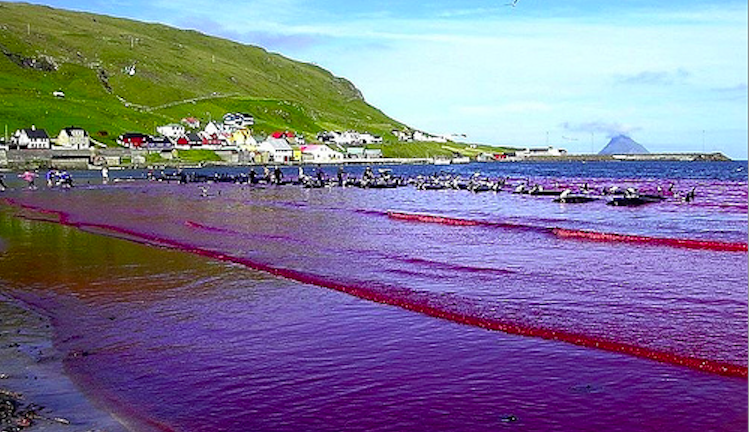 Heart of Darkness Faroese Dolphin Slaughter