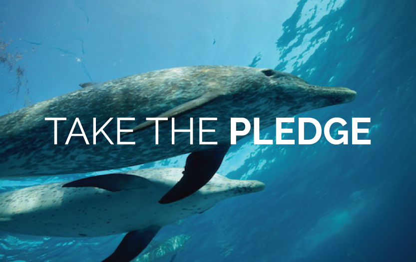 Take the Pledge to NOT Visit a Dolphin Show