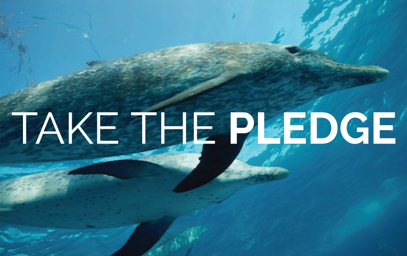 Take the Pledge to NOT Visit a Dolphin Show