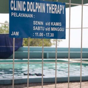 Dolphin Therapy Clinic in Indonesia Captivity