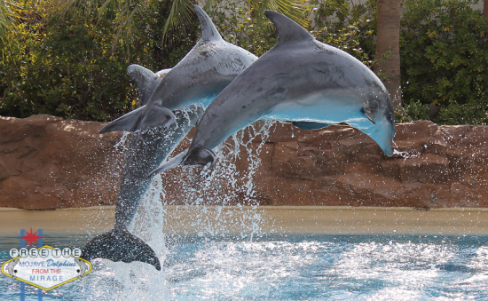 Las Vegas Dolphin Activities: Dolphin Tours in [placeName