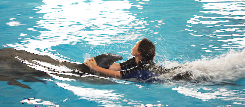 Swim with Dolphins Captivity Issues Cruise Ships Tourism
