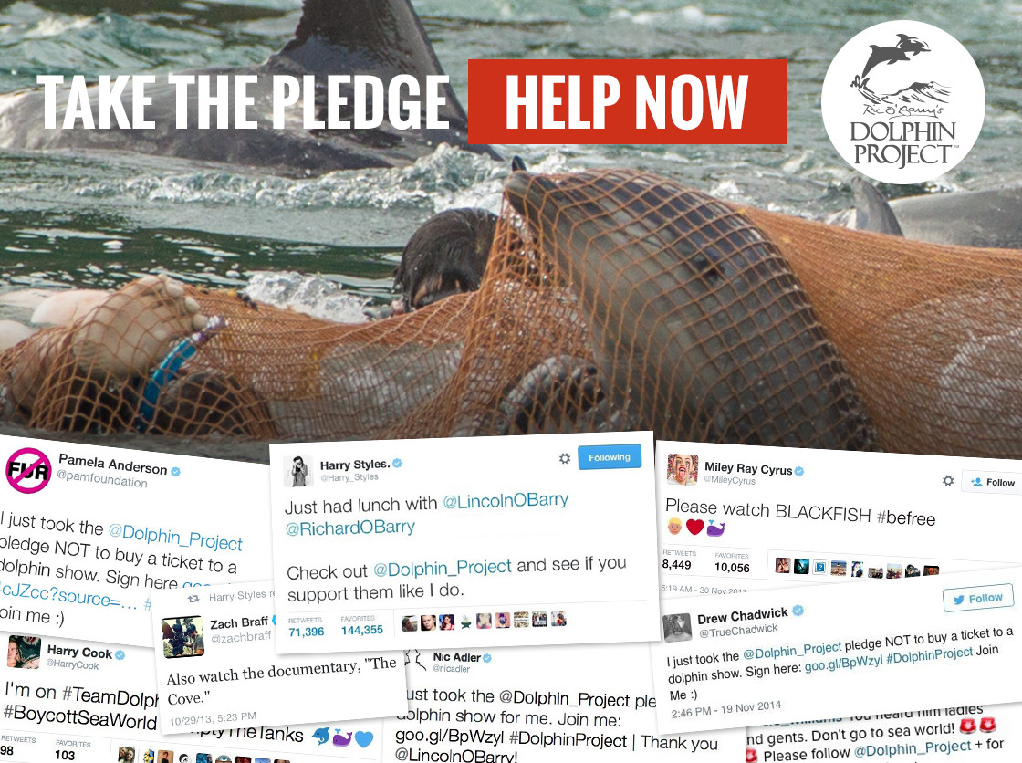Take The Pledge to Not Visit a Dolphin Show!