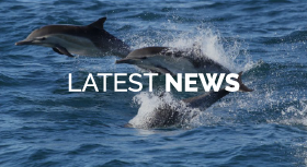 Dolphin Project Latest News