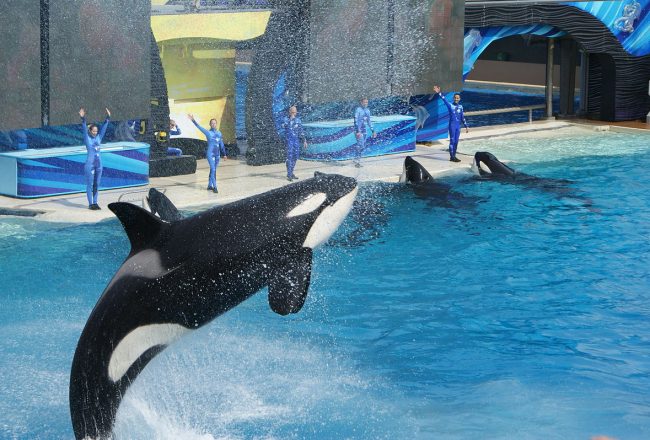 Orca show, SeaWorld