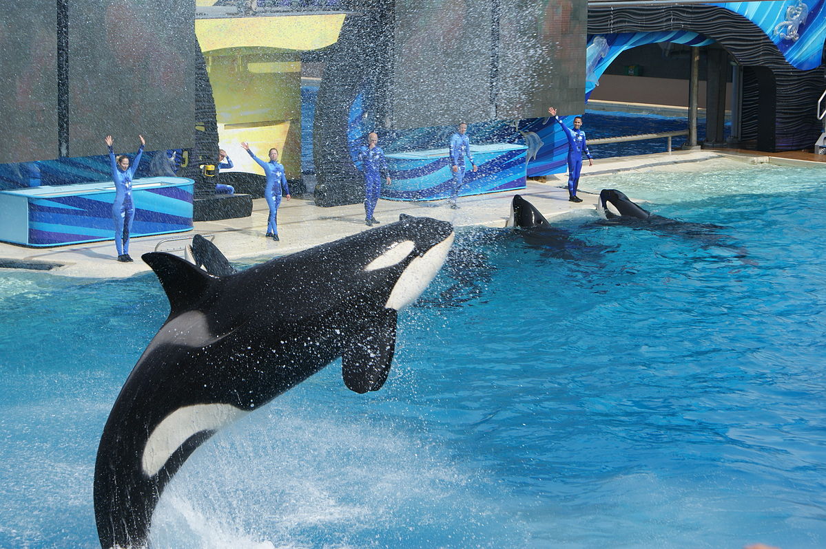 You Cannot Make an Ocean out of a Swimming Pool Dolphin Project