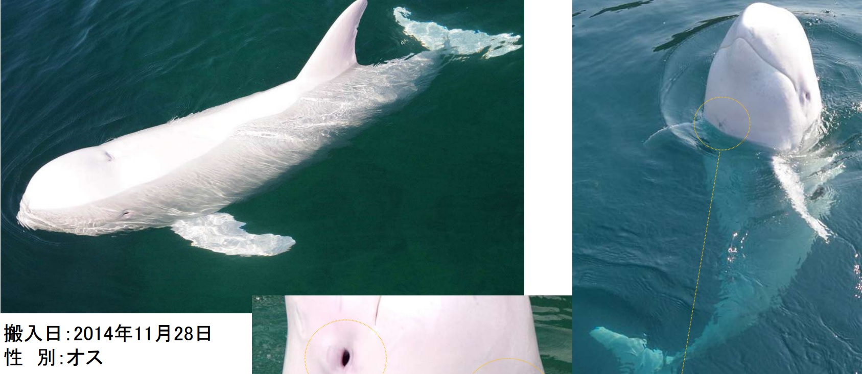 Albinism and Leucism: Origins and Differences | Dolphin Project