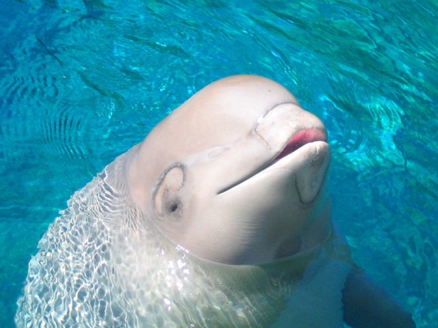 Second Captive-Born Beluga Whale Calf Dies