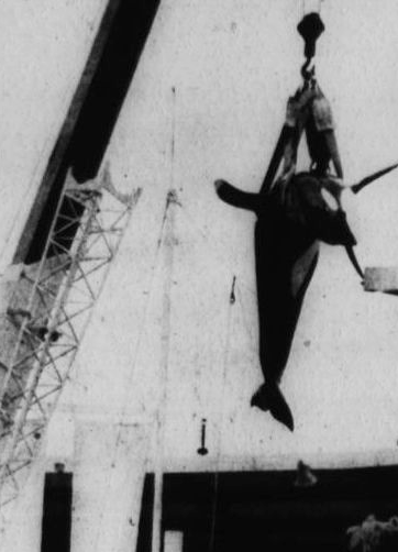 Hugo’s body being removed from the Miami Seaquarium.