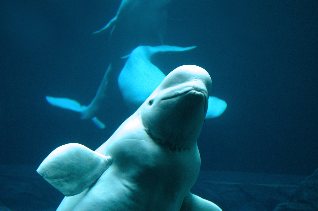 Naissance d'un bébé béluga au Georgia Aquarium d'Atlanta