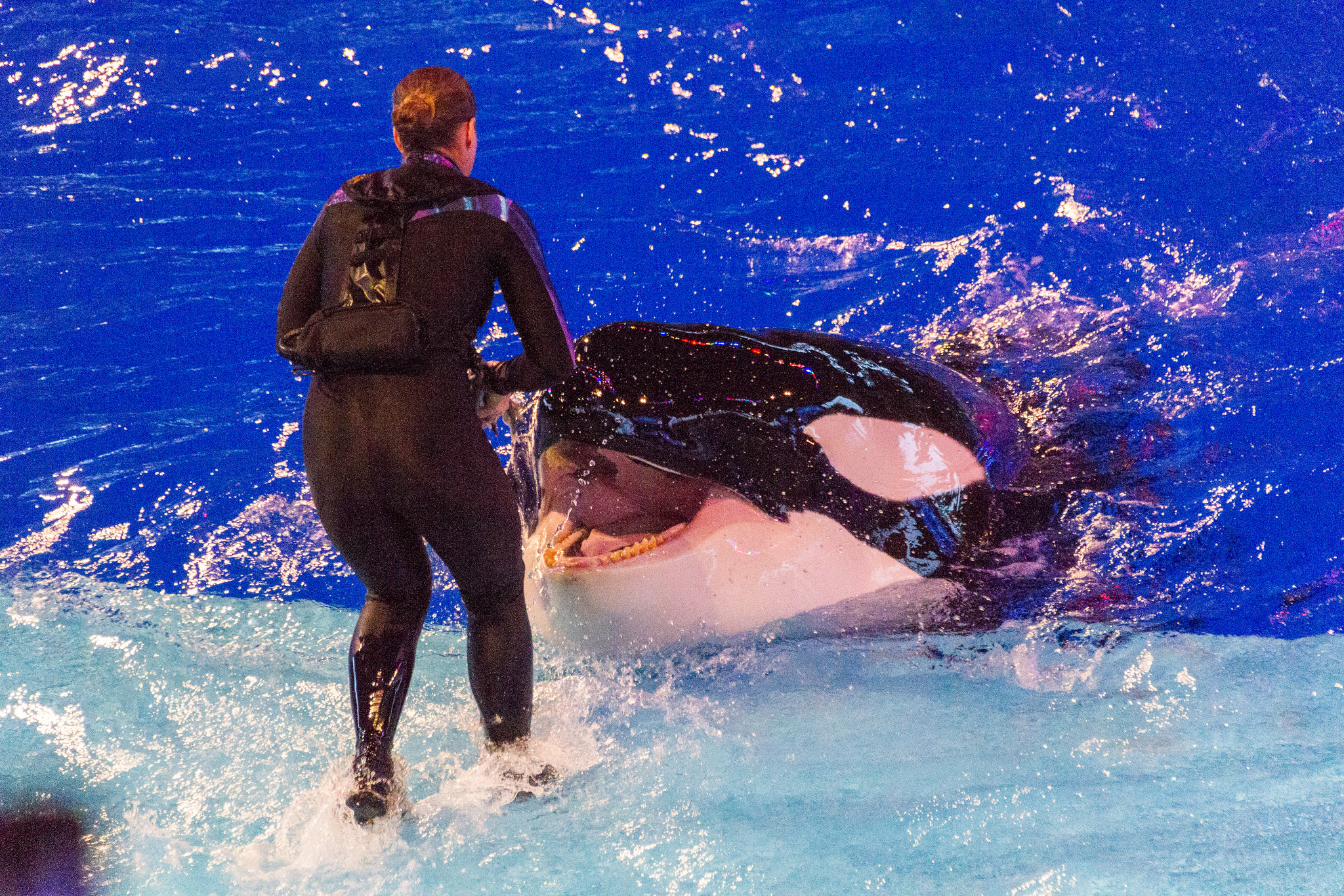 SeaWorld's Chronically Ill Orca, Unna, Succumbs to Resistant Disease |  Dolphin Project