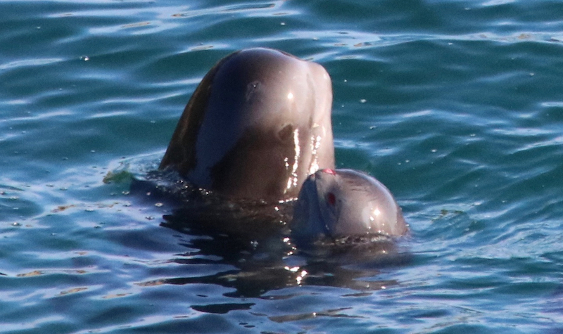 Pilot Whales, Taiji, Japan, Nov 2015