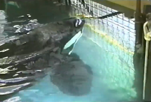 Tilikum isolated in tiny tank, Sealand of the Pacific