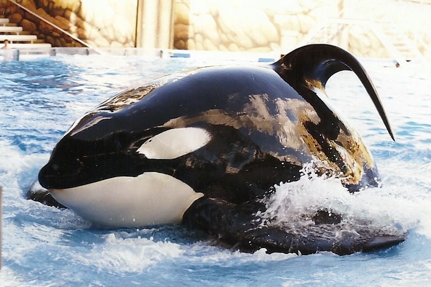 Op-Ed: No Orca Dies Peacefully Say Former Trainer | Dolphin Project
