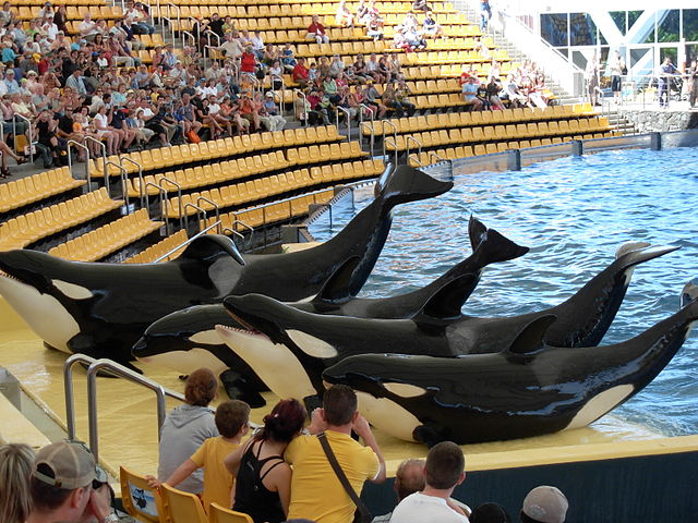 Op-Ed Loro Parque Describes Orca Head-Slamming Incident as Normal Dolphin Project amateur 640x480 pic Op-Ed Loro Parque Describes Orca Head-Slamming Incident as Normal Dolphin Project image