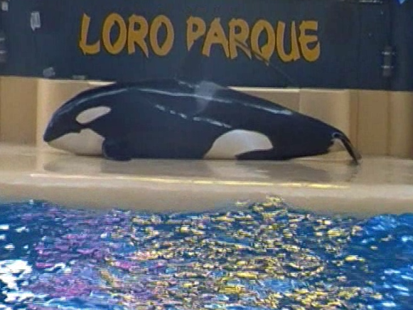 Morgan on concrete slide-out, Loro Parque, Spain, 5_16