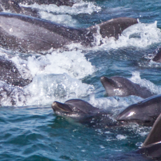 Taiji, Japan Dolphin Slaughter