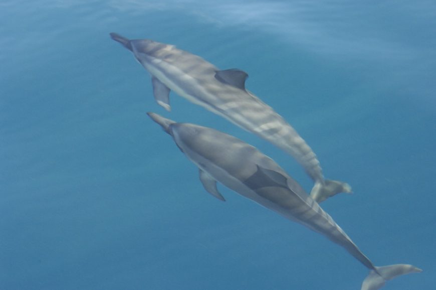 Spinner dolphins, Hawaii