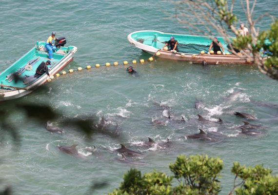 Nets being pulled tighter around dolphins to push them into shallow waters