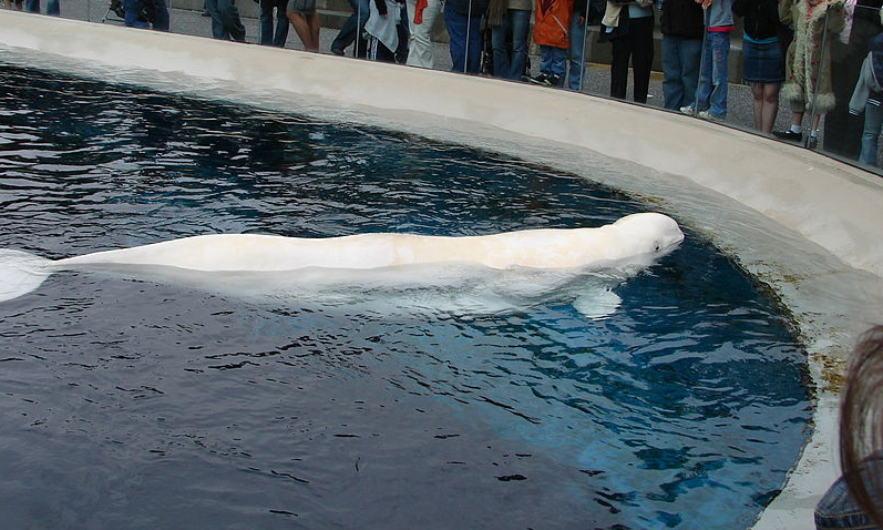 Beluga from Marineland sent to U.S. aquarium dies