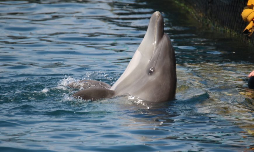 captivity kills, bottlenose dolphin, Taiji, Japan