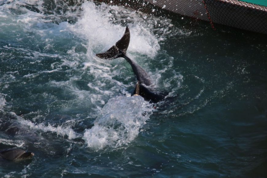 Dolphin panics while attempting to avoid divers, Taiji, Japan