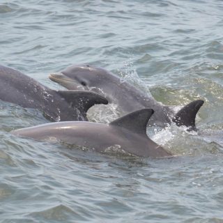Wild bottlenose dolphins