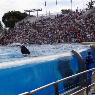Orca at SeaWorld San Diego
