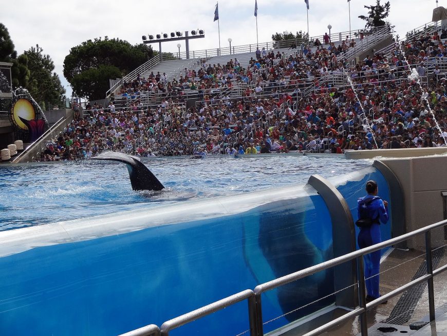 Orca at SeaWorld San Diego