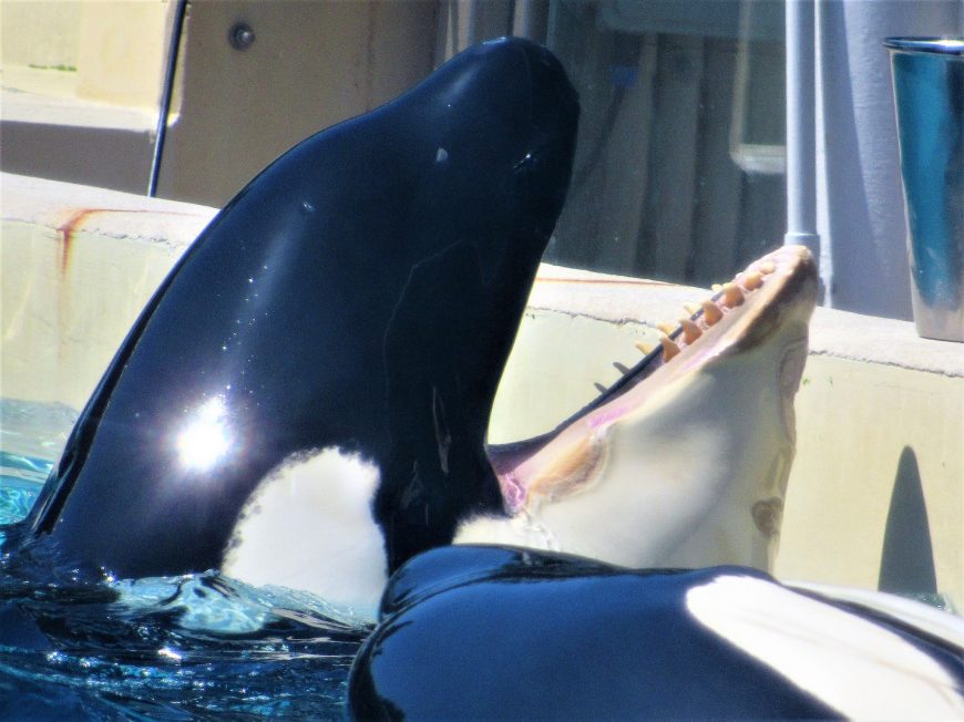 Kasatka, SeaWorld