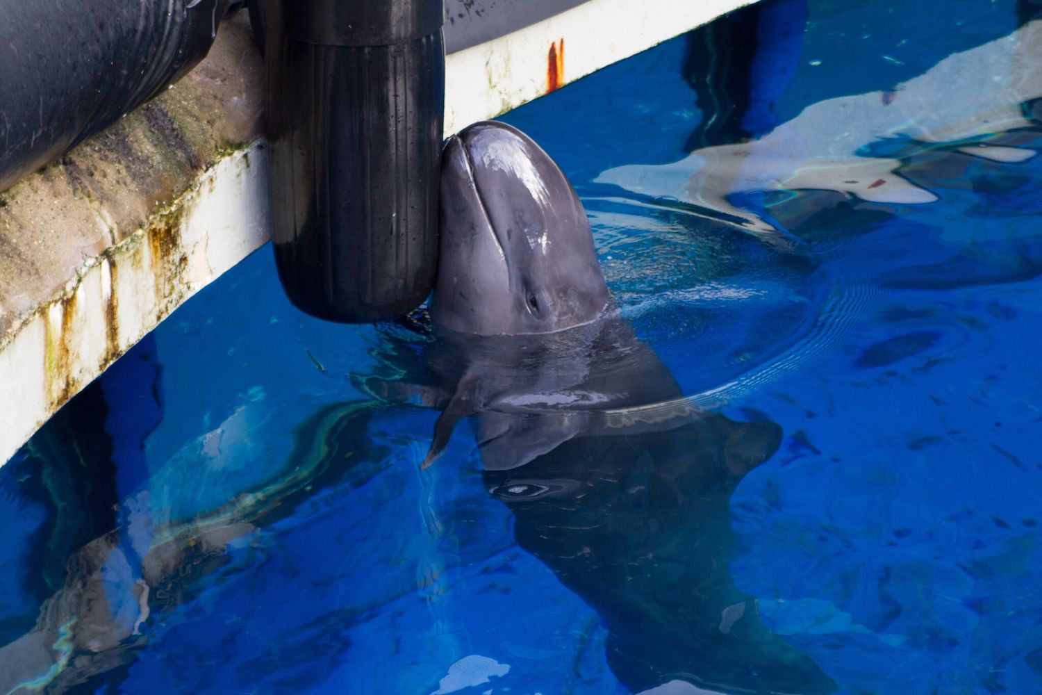 Chester, false killer whale, Vancouver Aquarium