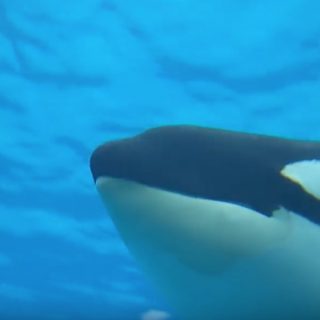Kasatka, SeaWorld