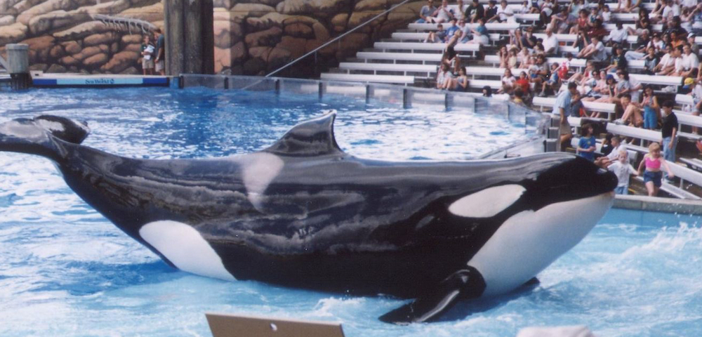 Orcas in Captivity | Dolphin Project