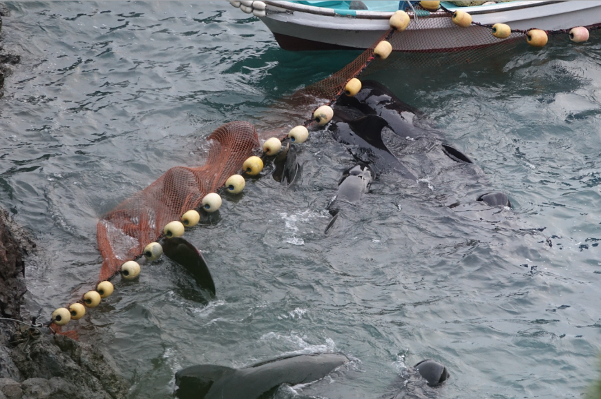 Pilot whales panic after being driven into the cove, Taiji, Japan.