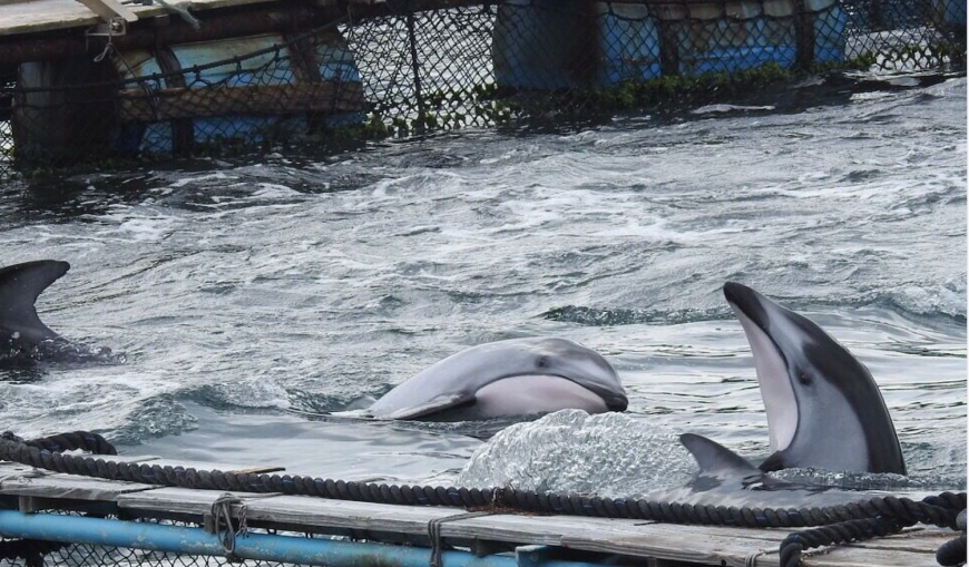 The Cove, Taiji, Japan, Dolphin Hunting, Dolphin Slaughters, Dolphin Drives, Captivity, Dolphin Project Cove Monitors