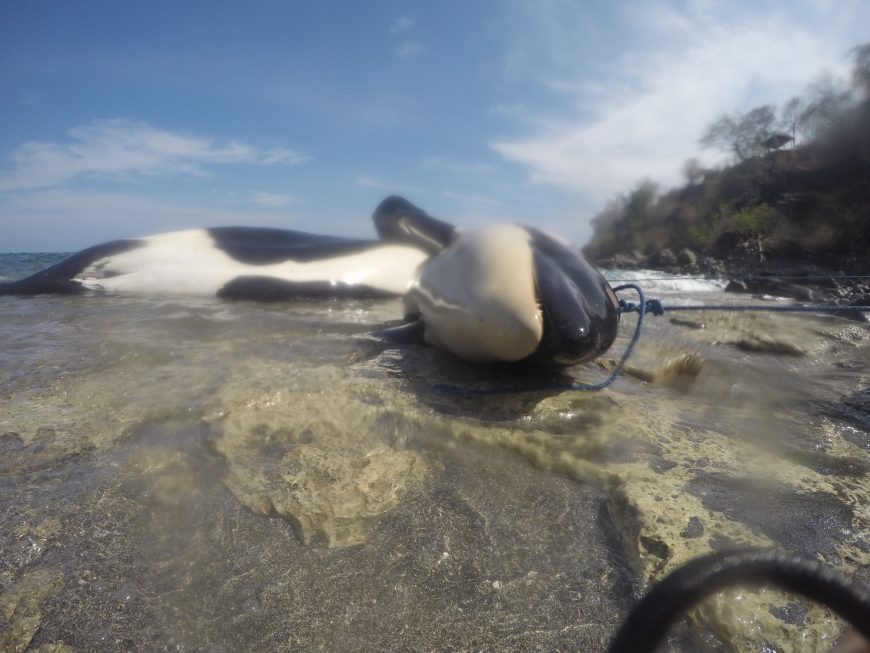 Family of orcas killed illegally in Lamalera, Indonesia
