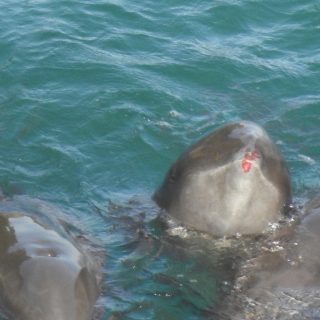 Injured melon-headed whale after being driven into The Cove, Taiji, Japan