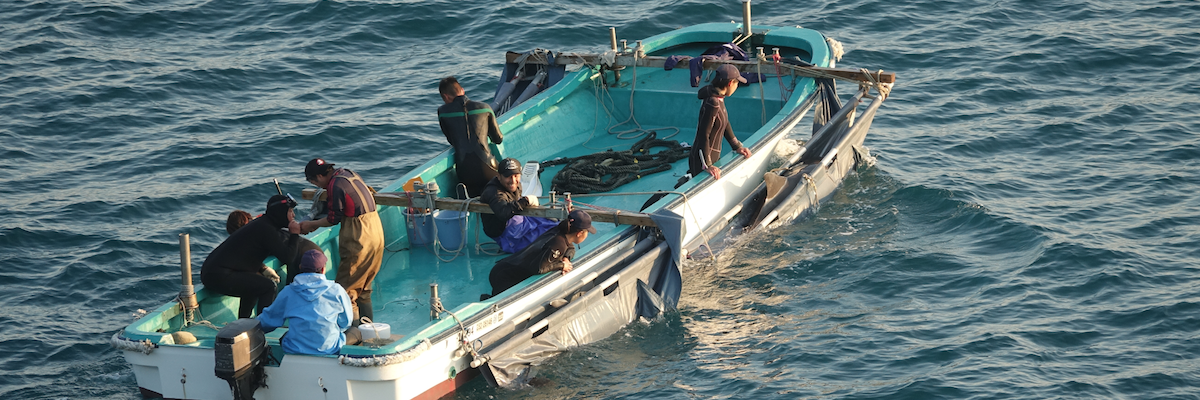 Dolphins in slings taken captive for “entertainment”, Taiji, Japan Dolphins in slings taken captive for “entertainment”, Taiji, Japan