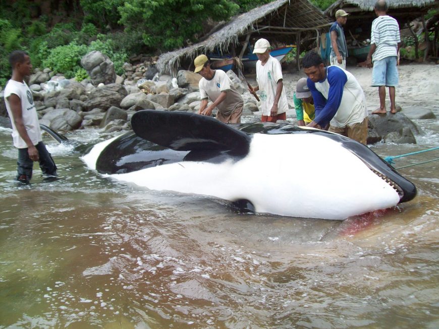 A harpooned orca in Lamalera, Indonesia.