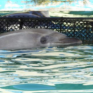 Wild-caught bottlenose dolphin, Taiji, Japan