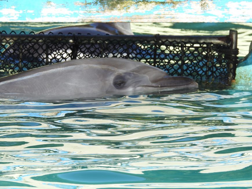 Wild-caught bottlenose dolphin, Taiji, Japan