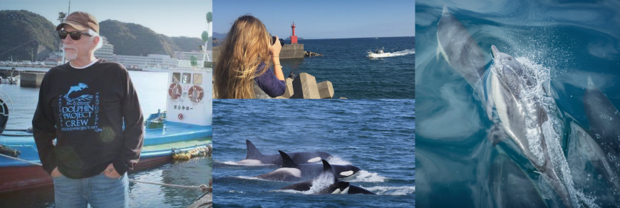 2017: Positive Change for Dolphins