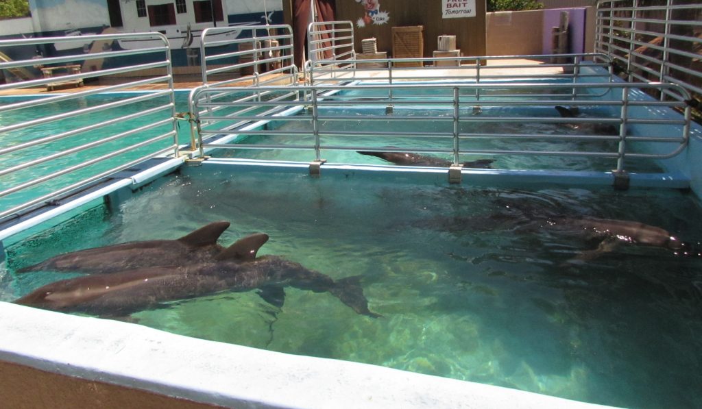captive dolphins tank crowded dirty Dolphin Project