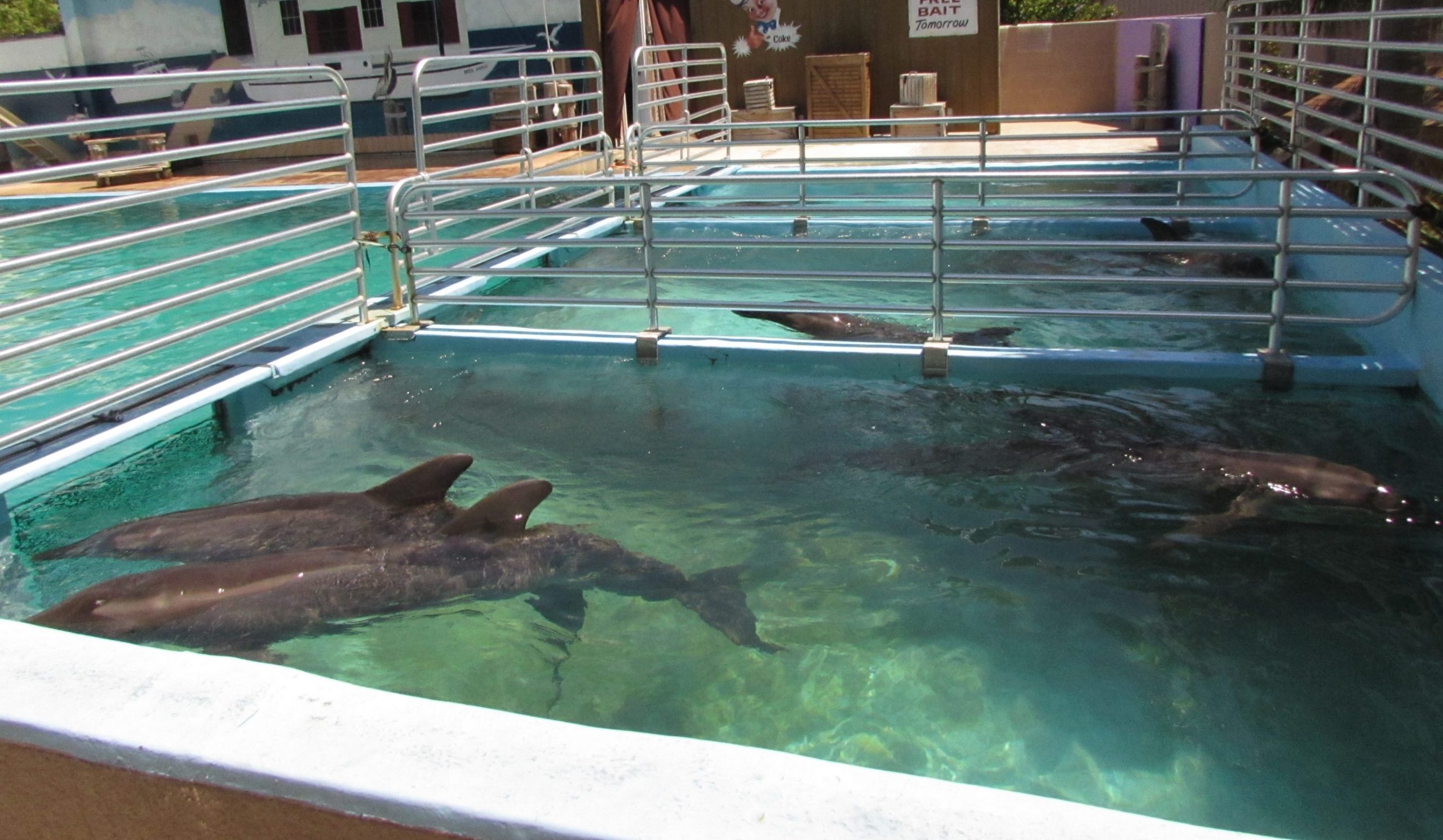 captive dolphins tank crowded dirty Dolphin Project