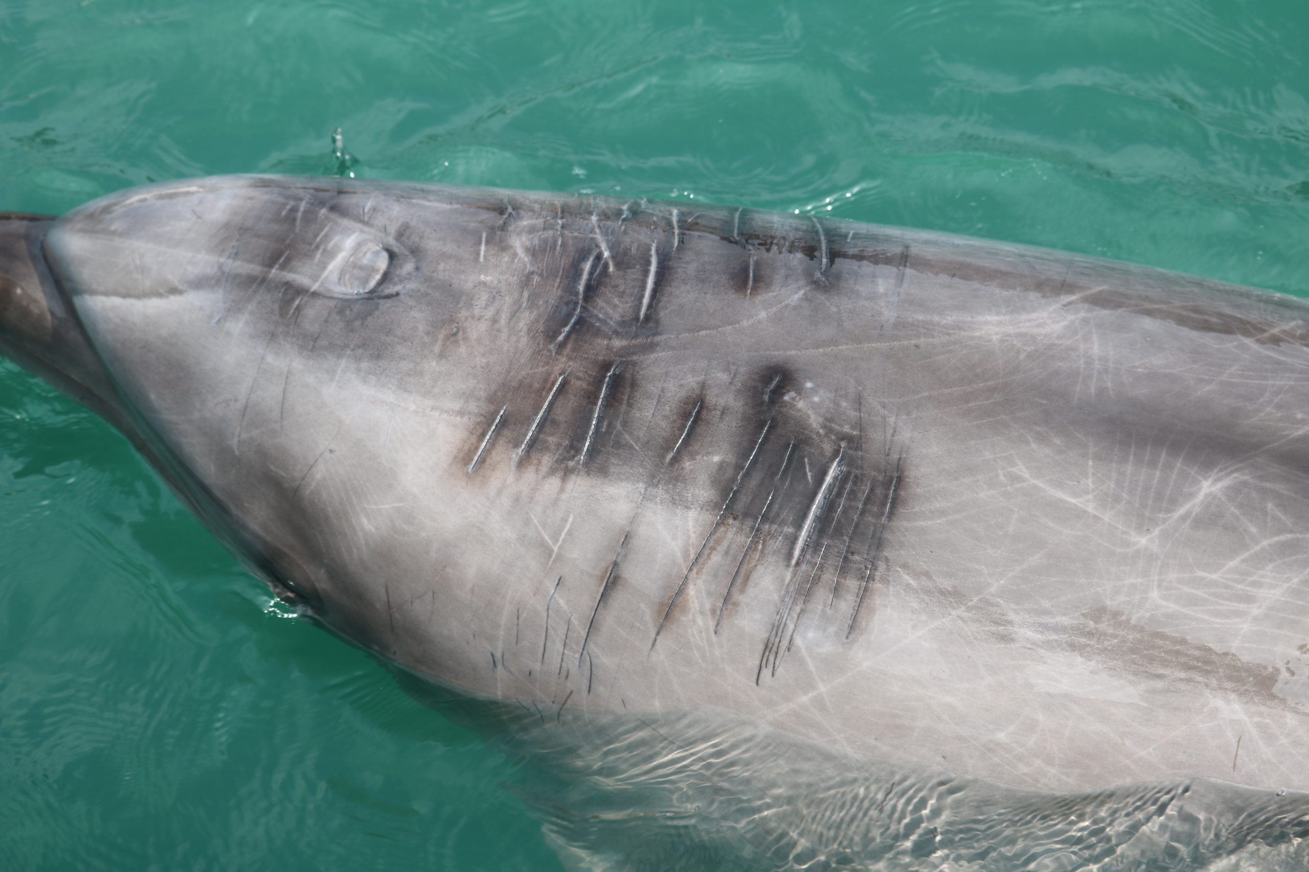 Injured Bottlenose Dolphin Captivity Rake Marks Taiji Dolphin Project