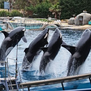 Orca show Marineland Antibes