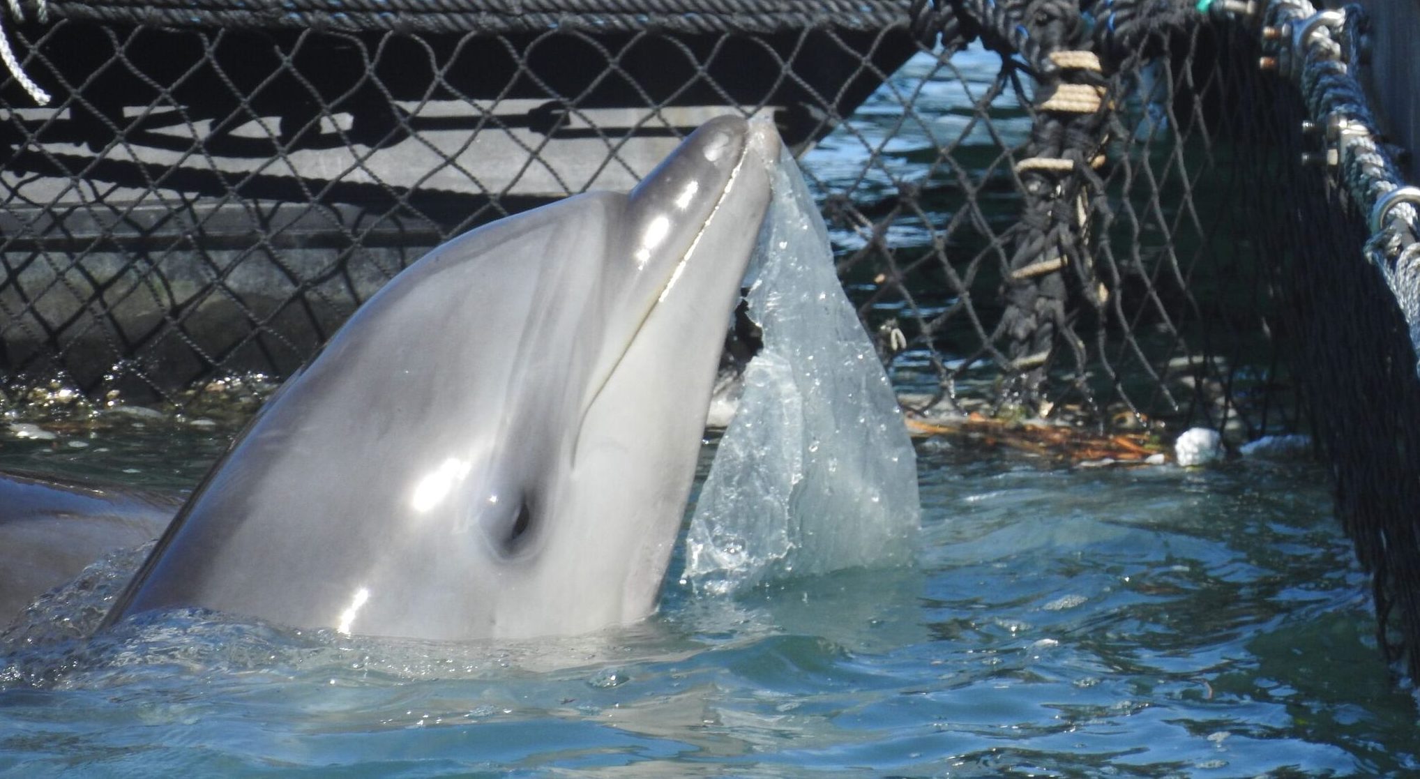 Plastic Garbage in Sea Pen Taiji Dolphin Project Captive Dolphin