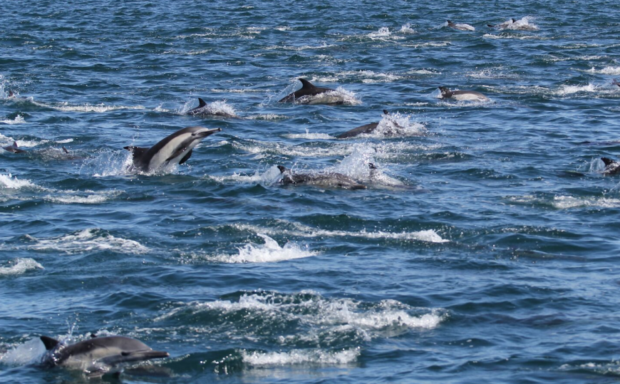Wild common dolphins. Credit: Cynthia Fernandez